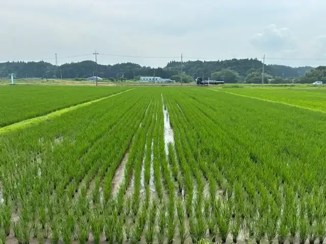稲がぐんぐん育っていますのイメージ