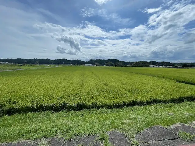 田んぼ一面が青々と茂っていますのイメージ